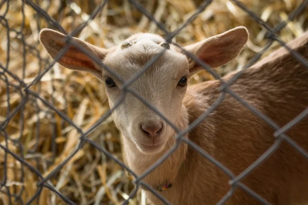 Schattig lam hek — Stockfoto