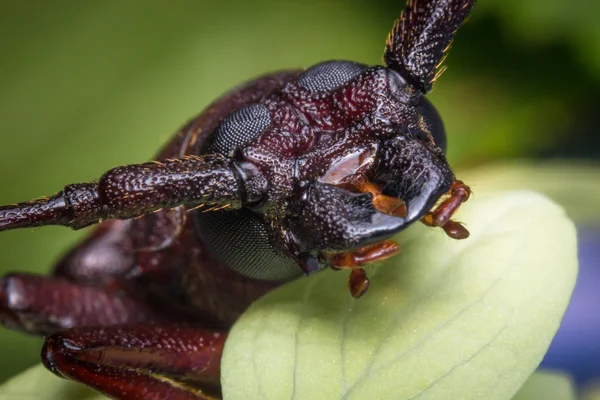 Długo rogaty chrząszcz — Zdjęcie stockowe