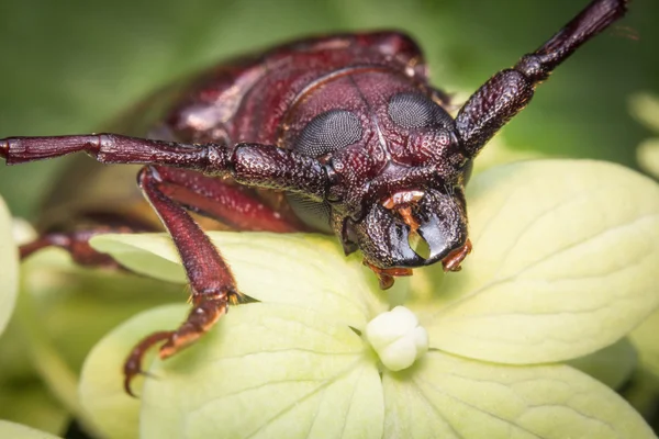 Długo rogaty chrząszcz — Zdjęcie stockowe
