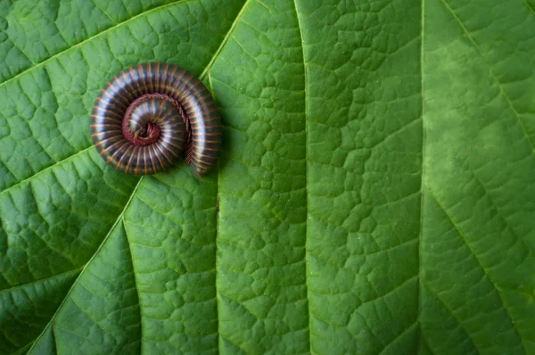 Laranja Milípede espiral — Fotografia de Stock