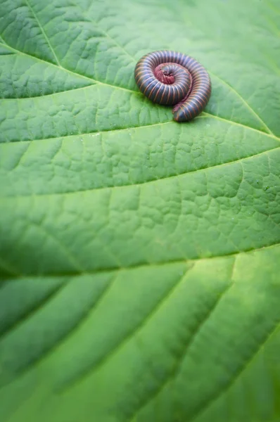 Orange Millipede Spiral — Stockfoto