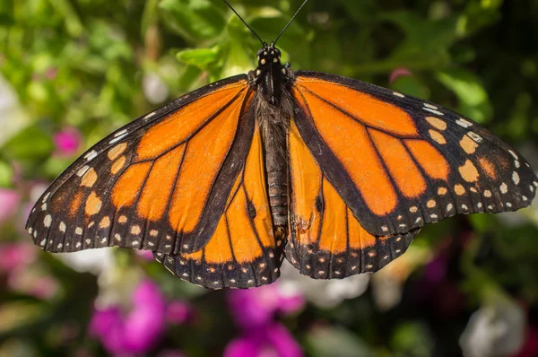 Borboleta-monarca closeup — Fotografia de Stock