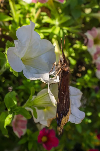 Monarch Butterfly Closeup — Stok Foto