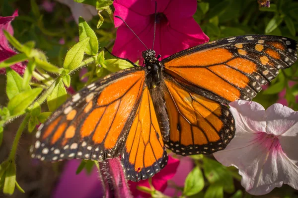 Крупним планом Метелик монарх — стокове фото