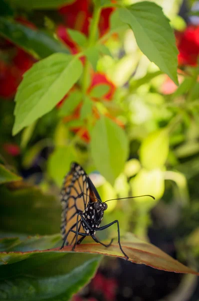 Primer plano mariposa monarca —  Fotos de Stock