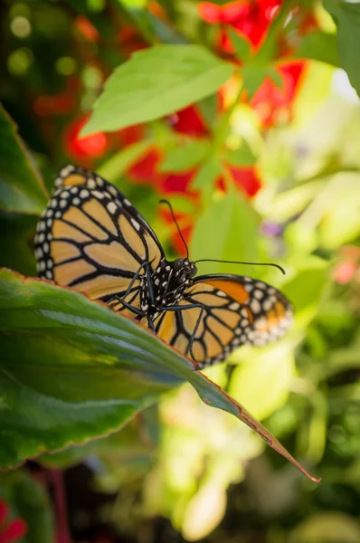 Borboleta-monarca closeup — Fotografia de Stock