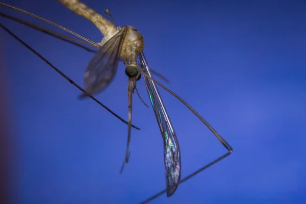 蚊を噛んで皮膚 — ストック写真