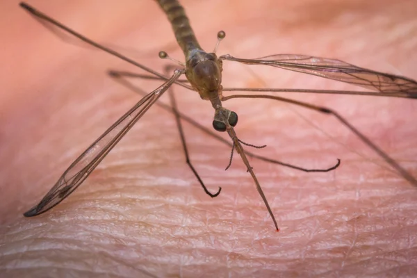 Mosquito mordiendo la piel —  Fotos de Stock