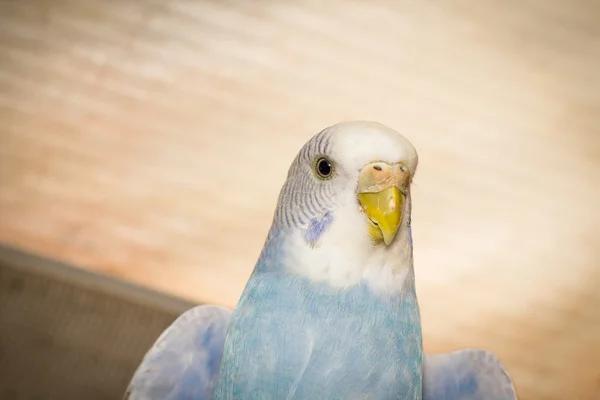 インコ ポートレート、クローズ アップ — ストック写真