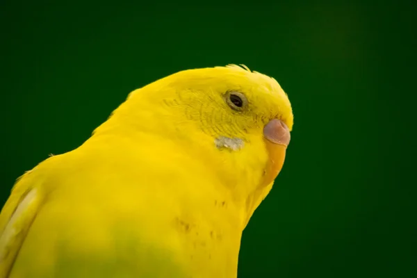 Parakeet Closeup Portrait — Stock Photo, Image