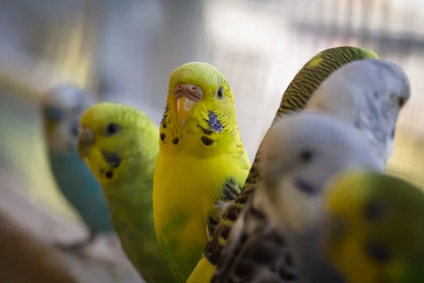 インコ ポートレート、クローズ アップ — ストック写真