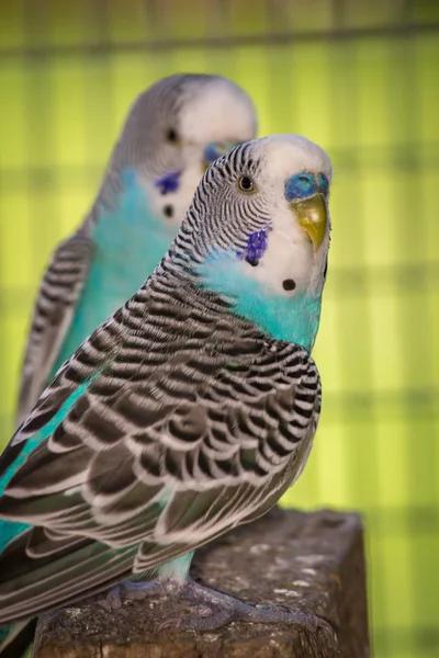 Είδος παπαγάλου Closeup πορτρέτο — Φωτογραφία Αρχείου