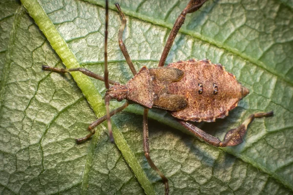 Bug di zucca cascato — Foto Stock