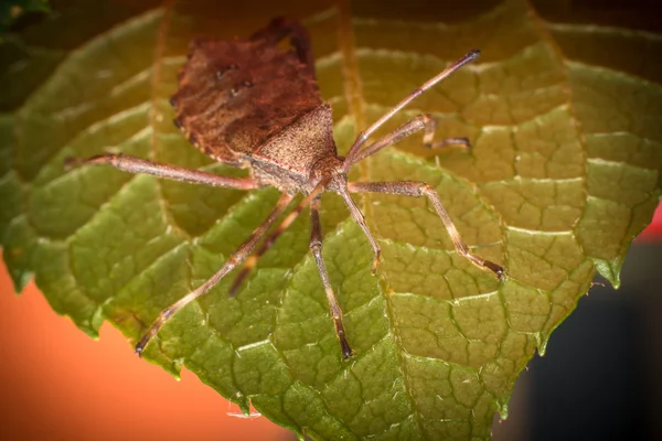 Helmeted Squash Bug