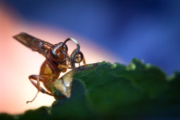 Vespa de Ichneumon infantil pequena — Fotografia de Stock