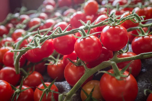 Tomates raisin Vigne — Photo