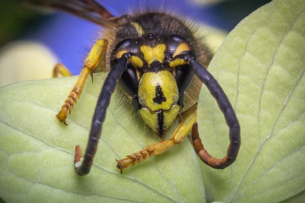 Guêpe veste jaune — Photo