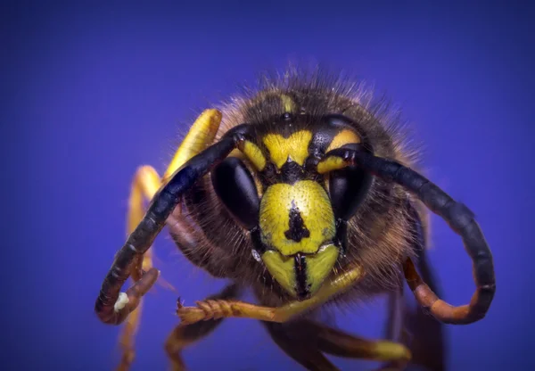 Yellow Jacket Wasp — Stock Photo, Image