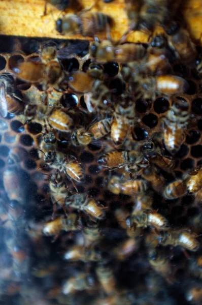 Closeup Worker Bees Cross Section Beehive Display — Stock Photo, Image