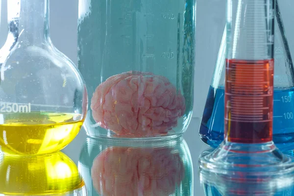 Human brain preserved in formaldehyde for science experiments and education on anatomy