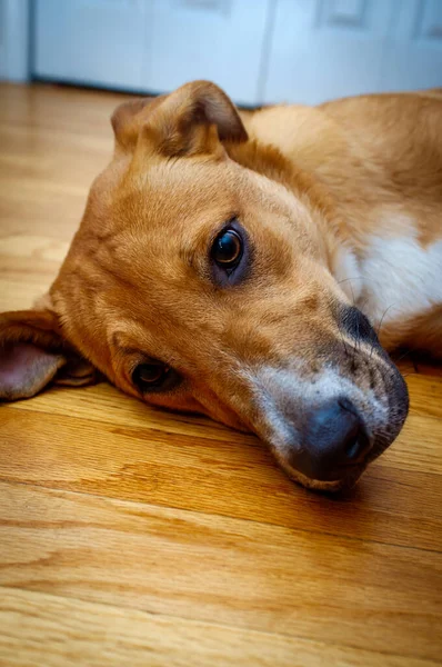 Przystojny Pies Rasy Combai Terrier Zrelaksowany Twardej Drewnianej Podłodze — Zdjęcie stockowe