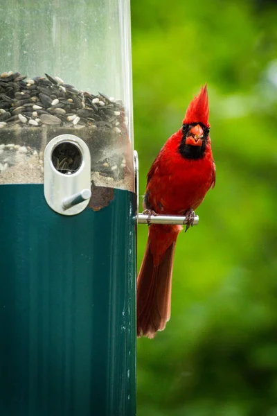 Northern Red Male Cardinal Perched Bird Feeder — Stock Photo, Image