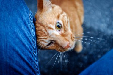 Friendly pet Ginger tabby cat wants attention clipart