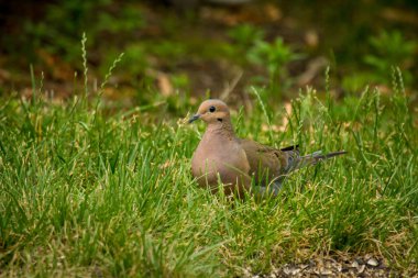 Kahverengi yas güvercini, aynı zamanda kaplumbağa güvercini olarak da bilinir. Arka bahçede çimlerin üzerinde duruyor.