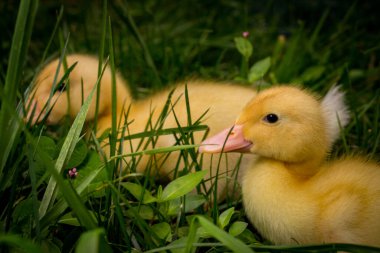 Amerikan Pekin ördeği ya da Long Island Ördekleri arka bahçede oynuyor.