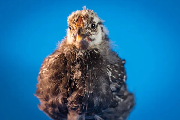 Sicilian Buttercup Chicken Portrait Farm Hen Blue — Stock Photo, Image