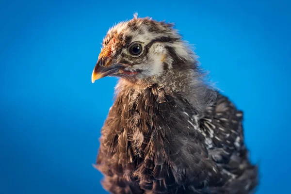 Sicilian Buttercup Poulet Portrait Ferme Poule Sur Bleu — Photo