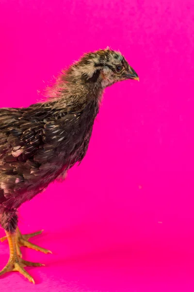 Сицилийская Куриная Ферма Лютик Розовом — стоковое фото