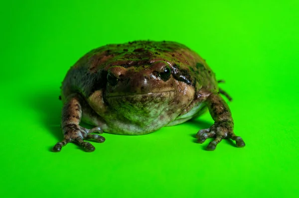 Asiático Bullfrog Conhecido Como Sapo Gordinho Comunidade Animal Estimação — Fotografia de Stock