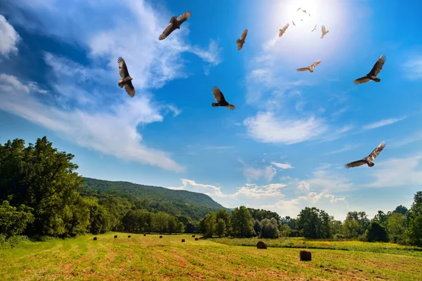 Stormo Minacciosi Avvoltoi Turchi Che Volteggiano Alto Nel Cielo — Foto Stock