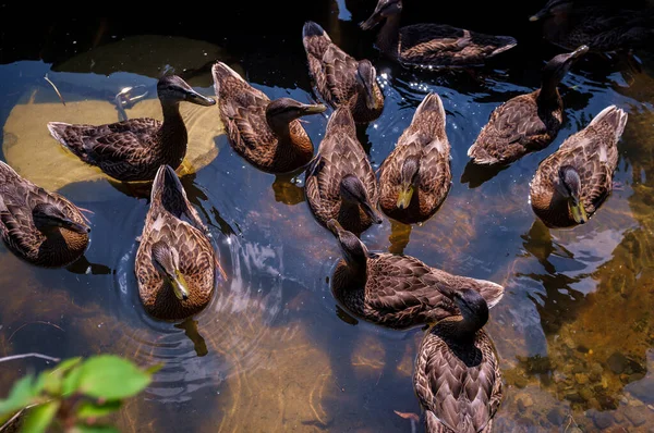 Troupeau Canards Colverts Femelles Nageant Sur Lac Été — Photo