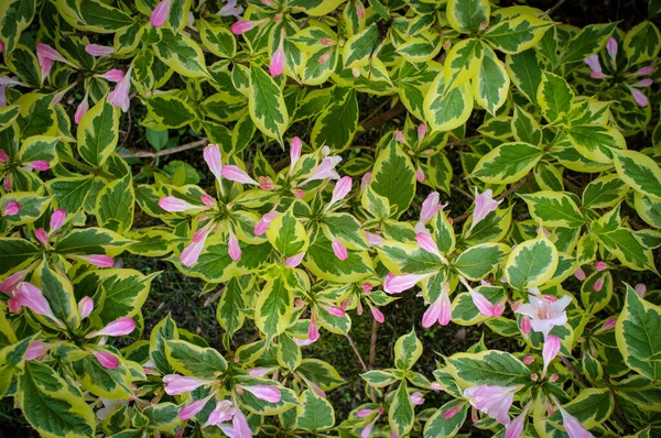 Časné Jaro Staré Módní Weigela Florida Variegata Květiny — Stock fotografie