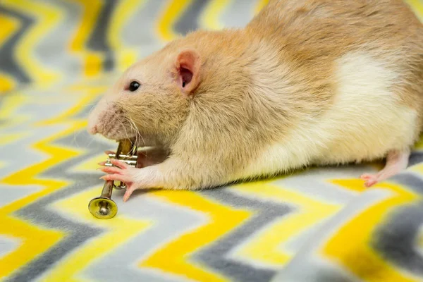 Fancy Fawn Barevné Dumbo Ušaté Pet Rat Hrát Trubku — Stock fotografie