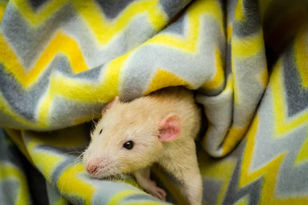 Fantaisie Fawn Couleur Dumbo Animal Compagnie Rat Explorant Une Couverture — Photo