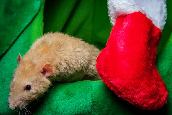 Fancy Pet Ratte Weihnachtsthema Mit Strumpf Und Geschenke — Stockfoto