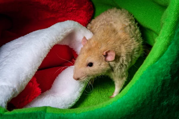 Fantasía Mascota Rata Tema Navidad Con Medias Regalos —  Fotos de Stock