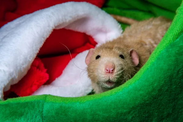 Fantaisie Rat Animal Thème Noël Avec Bas Cadeaux — Photo