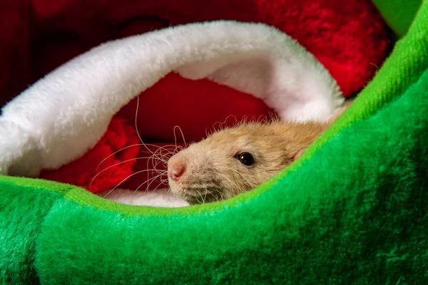 Fantasía Mascota Rata Tema Navidad Con Medias Regalos —  Fotos de Stock