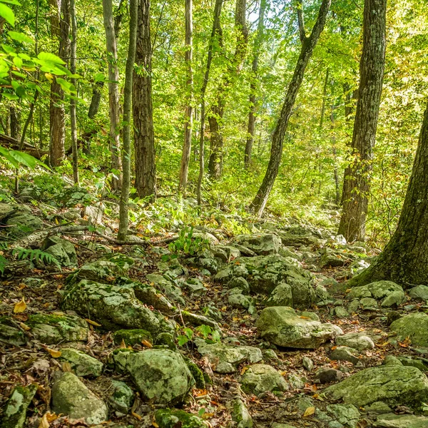 Ηλιόλουστη Βραχώδη Καλοκαιρινή Φύση Πεζοπορία Μονοπάτι Βαθιά Στο Δάσος — Φωτογραφία Αρχείου