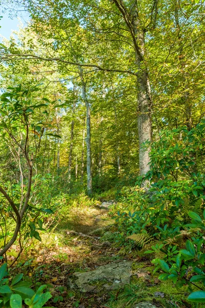 Verão Ensolarado Natureza Caminhadas Trilha Profunda Floresta — Fotografia de Stock