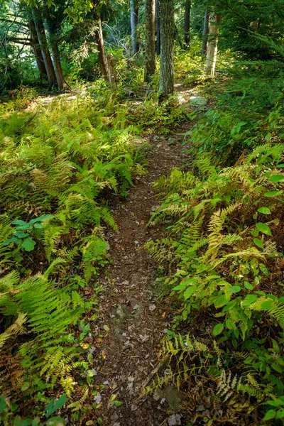 Verão Ensolarado Natureza Caminhadas Trilha Profunda Floresta Com Samambaias Verdes — Fotografia de Stock