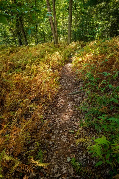 Slunečný Podzim Příroda Pěší Stezka Hluboko Lese — Stock fotografie