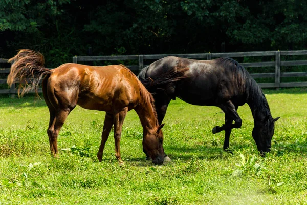 Ranch Chevaux Ferme Cour Avec Herbe Vert Vif — Photo