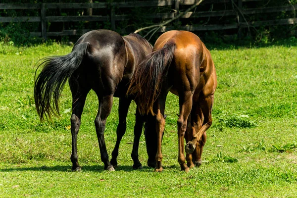 Ranch Chevaux Ferme Cour Avec Herbe Vert Vif — Photo