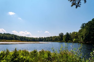 Bataklık bataklık doğa manzarası Aydınlık bir yaz gününde