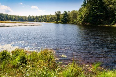 Bataklık bataklık doğa manzarası Aydınlık bir yaz gününde